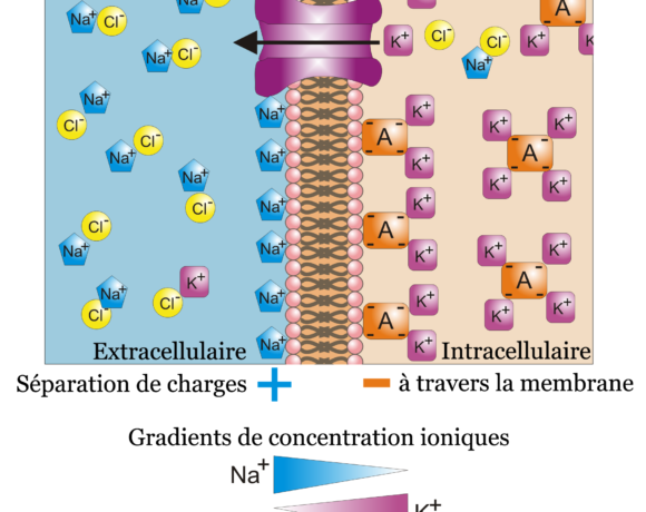 Potentiel membranaire