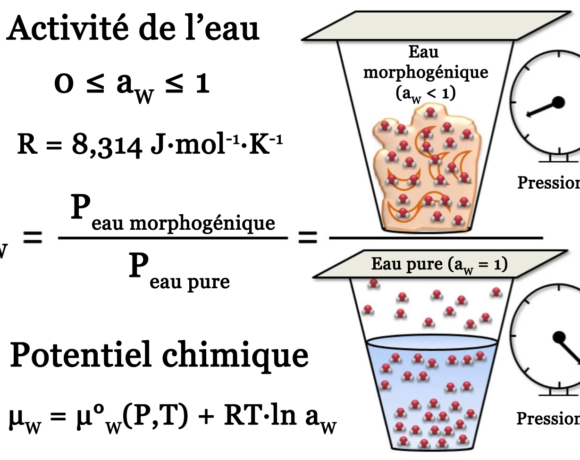 Activité de l’eau