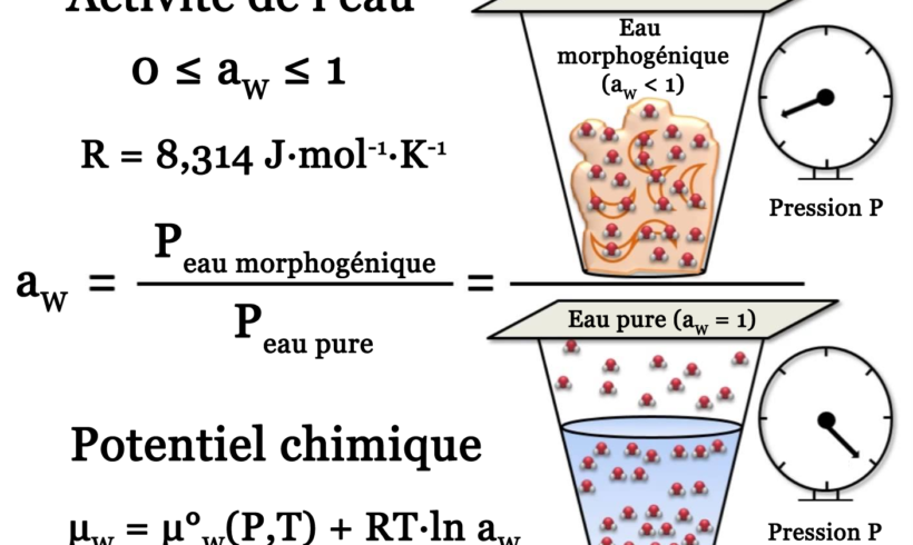 Activité de l’eau Activité de l’eau