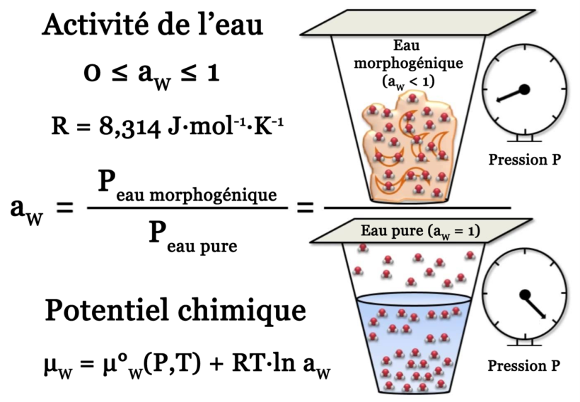 Activité de l’eau Activité de l’eau