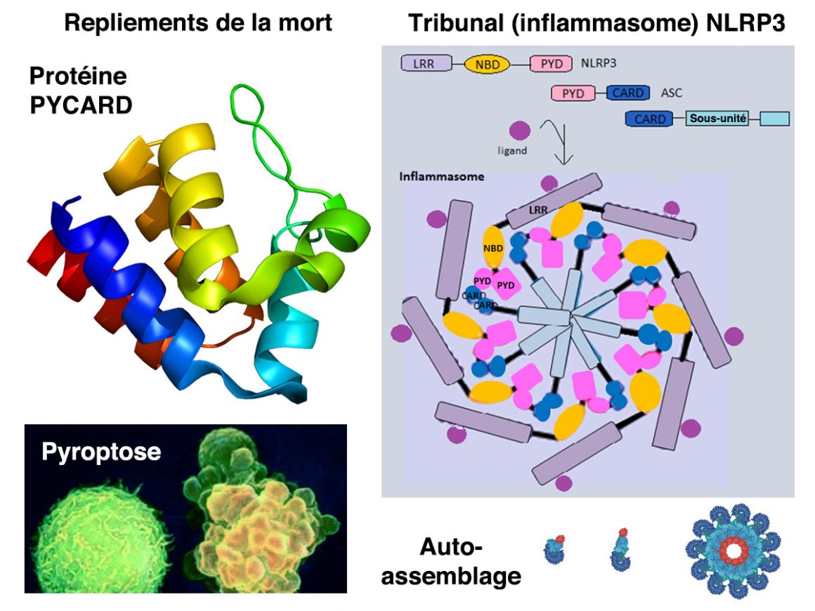 12•Ordonnance de mort par le feu 12•Ordonnance de mort par le feu