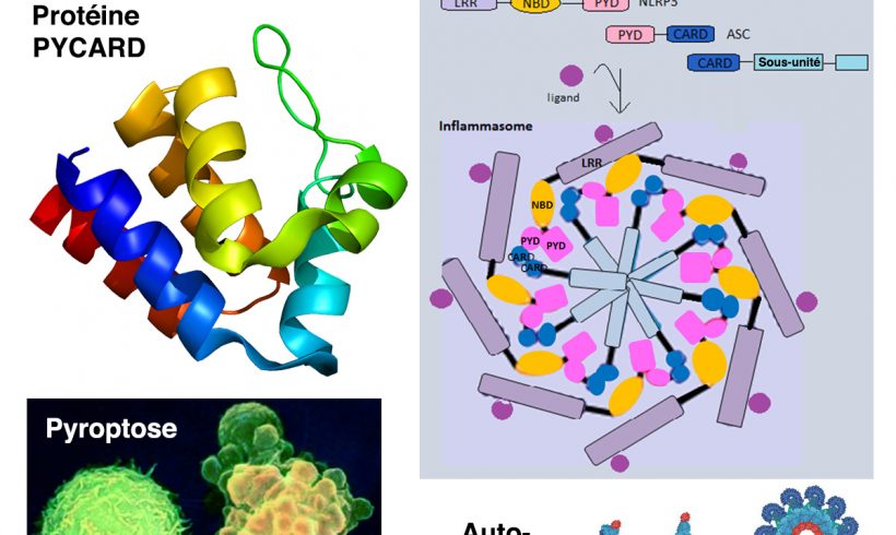 12•Ordonnance de mort par le feu 12•Ordonnance de mort par le feu