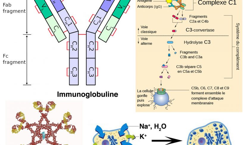 13•Mort osmotique par noyade