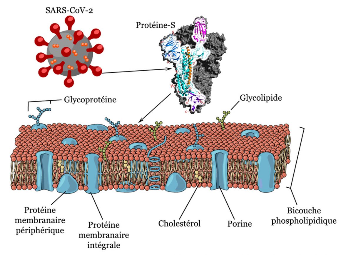4•Cirque Cellulaire 4•Cirque Cellulaire