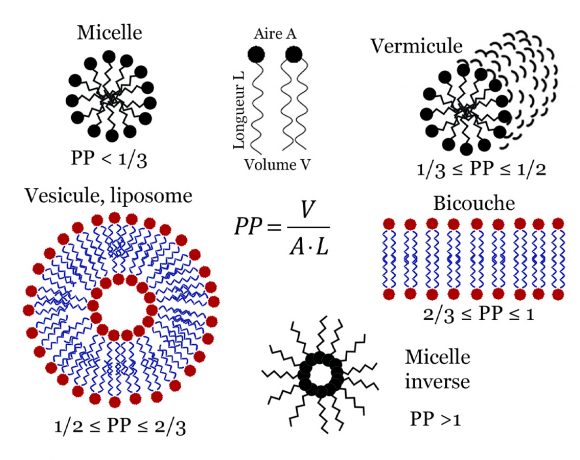 5•Les gestes «barrière»