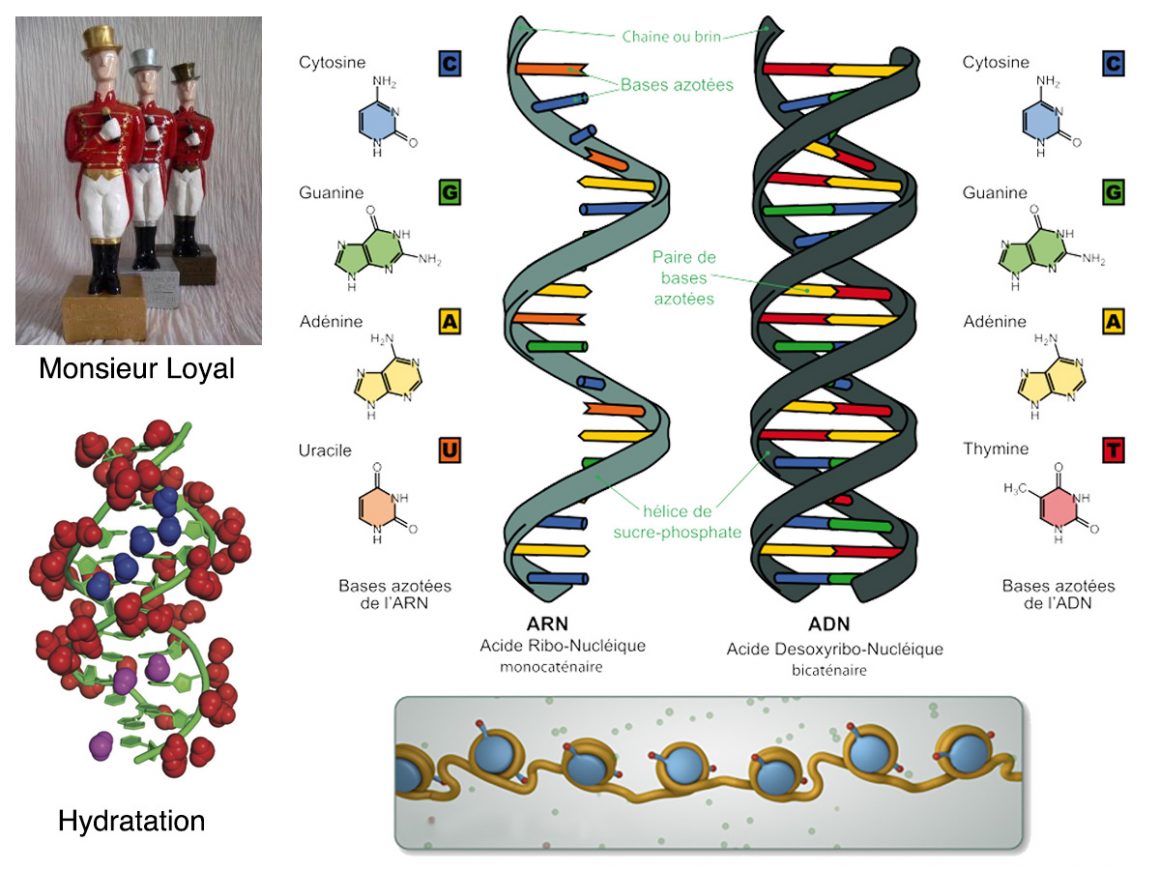 8•Monsieur Loyal ou le génome