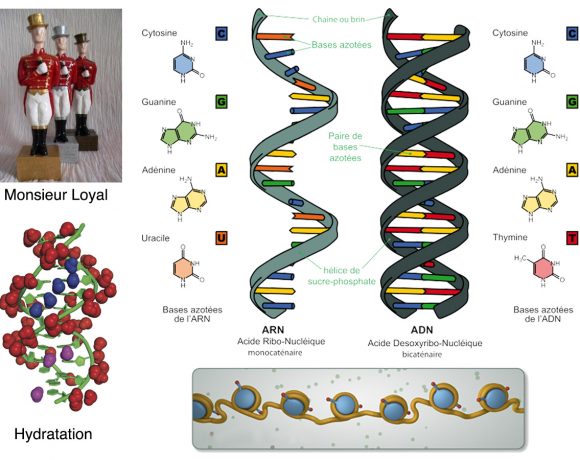 8•Monsieur Loyal ou le génome