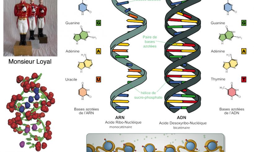 8•Monsieur Loyal ou le génome