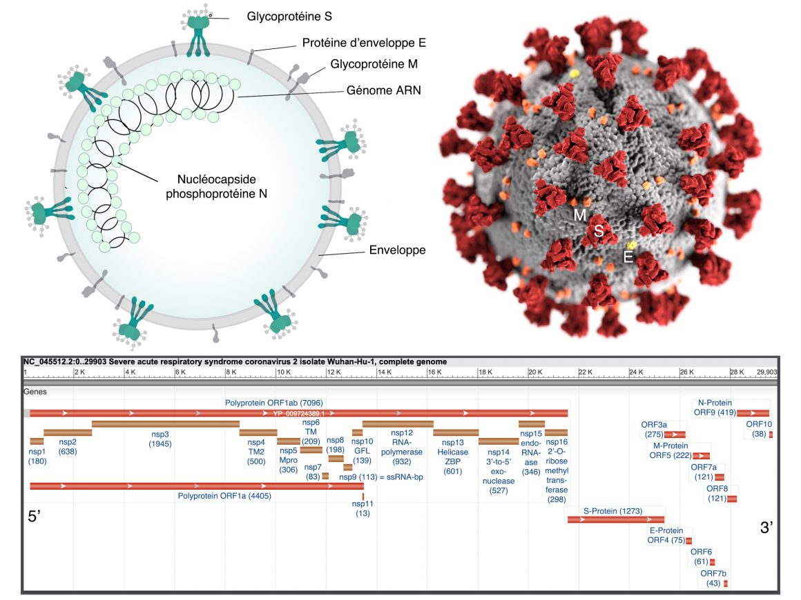 9•La machinerie virale