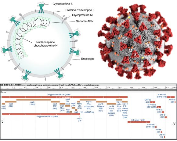 9•La machinerie virale