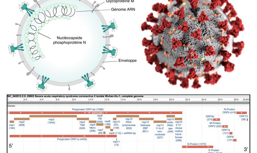9•La machinerie virale